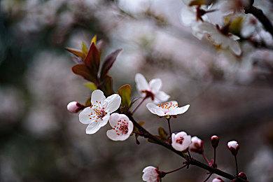 开发商Shift Up：《妮姬：胜利女神》暂无计划登陆PS5